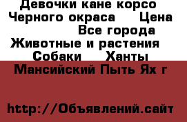 Девочки кане корсо. Черного окраса.  › Цена ­ 65 000 - Все города Животные и растения » Собаки   . Ханты-Мансийский,Пыть-Ях г.